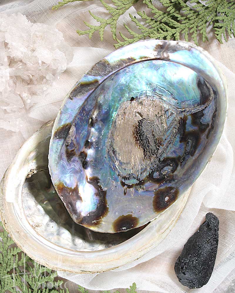 Abalone Shell from Hilltribe Ontario