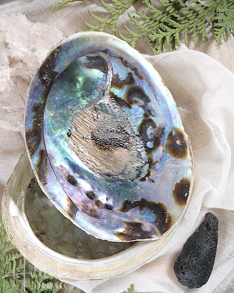Abalone Shell from Hilltribe Ontario