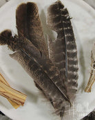 Turkey Smudging Feather from Hilltribe Ontario